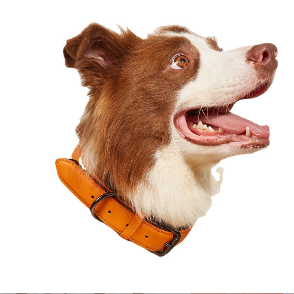 Collier réglable en cuir marron imperméable pour chiens de petite et moyenne taille