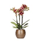Colibri orchidées - orchidée phalaenopsis jaune rouge - espagne - taille de pot 9cm - plante d'intérieur à fleurs