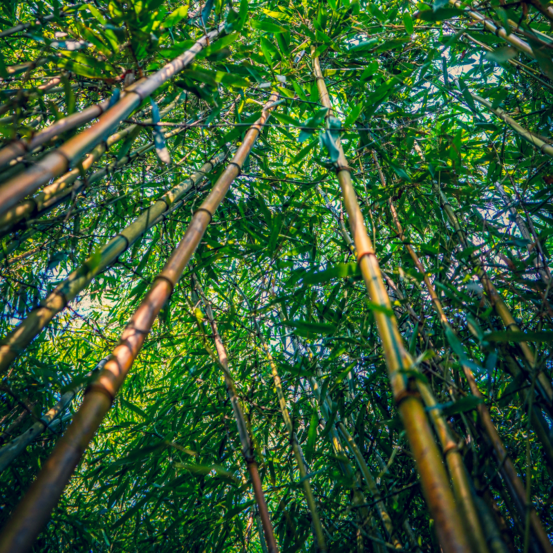 Bambou fargesia scabrida asian wonder 125/150cm