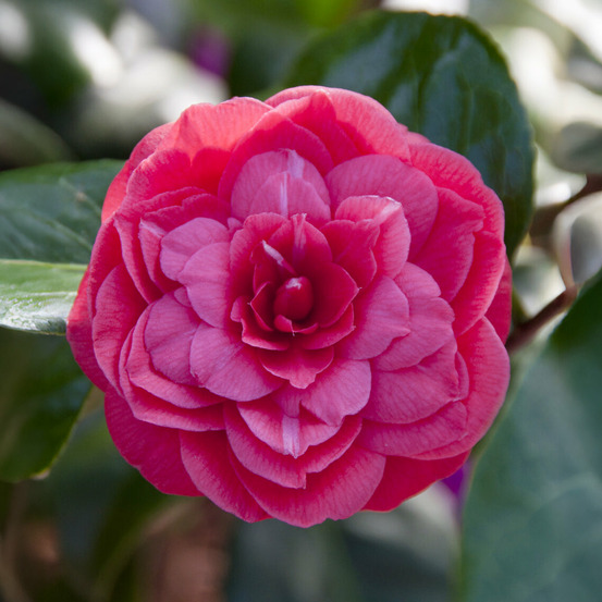 Camélia du japon principessa baciocchi - le pot / ø 15cm / hauteur livrée 40-60cm