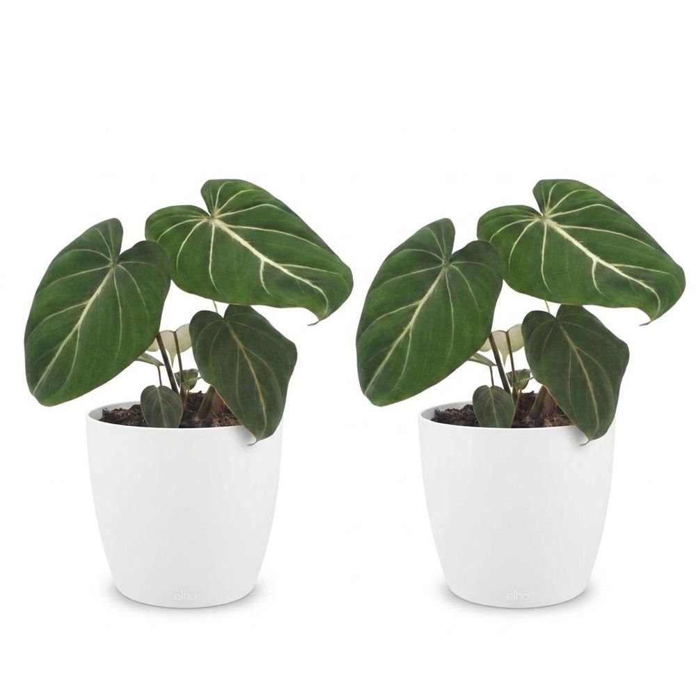 Philodendron gloriosum - pot de 12cm