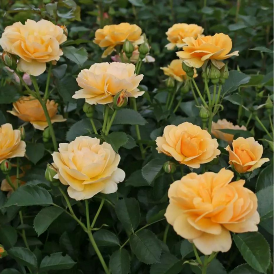Rosier jaune buisson spotlight jaune floribunda en pot 3l
