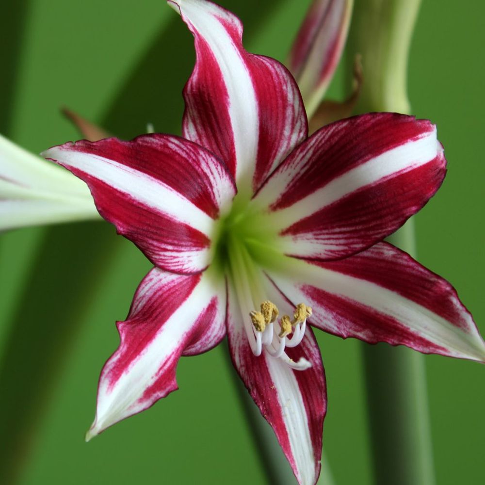 Amaryllis 'santiago' bulbe calibre 24/26