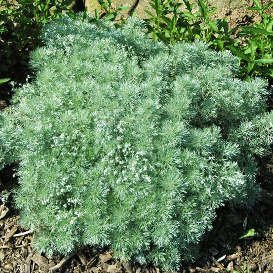 Armoise argentée - sans traitement lot de 9 godets