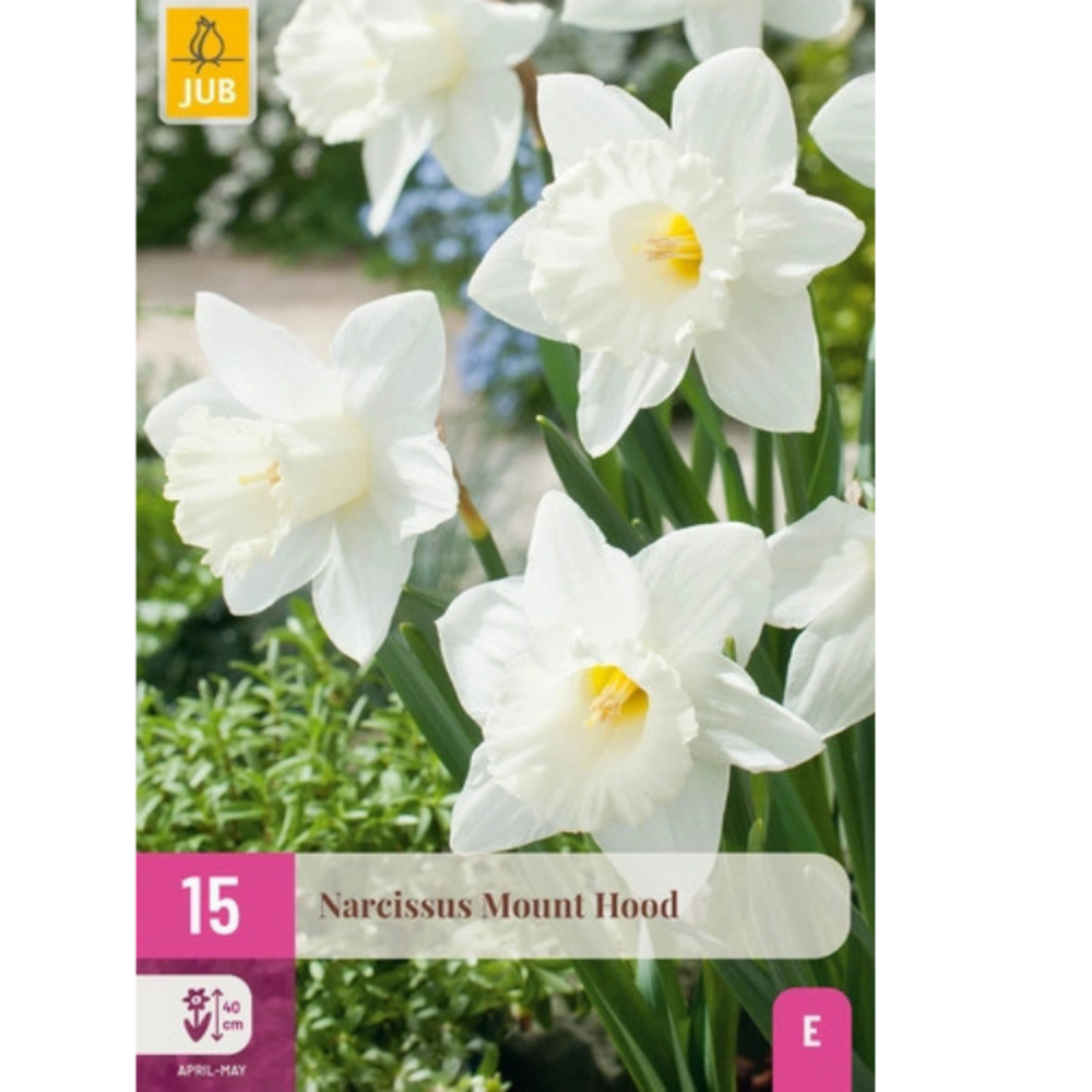 Assortiment 15 bulbes narcisses mount hood rose