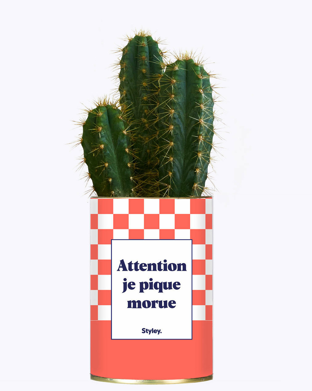 Plante personnalisée - attention je pique morue - cactus