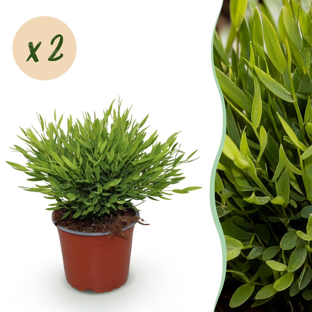 Bambusa pogonatherum monica - herbe de bambou - pot de 12cm - hauteur 30-35cm