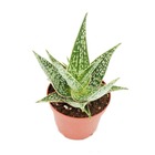Aloe aculeata "red flame" - aloès bordé rouge - pot 10,5cm - plante d'intérieur succulente