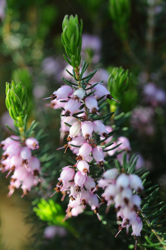 Bruyère méditerranéenne - en pot de 3 litres