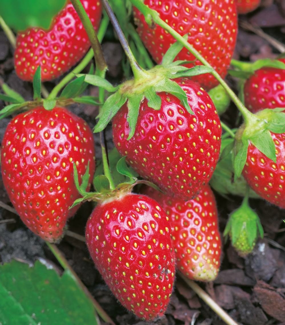Fraisier rubis des jardins - 20 plants