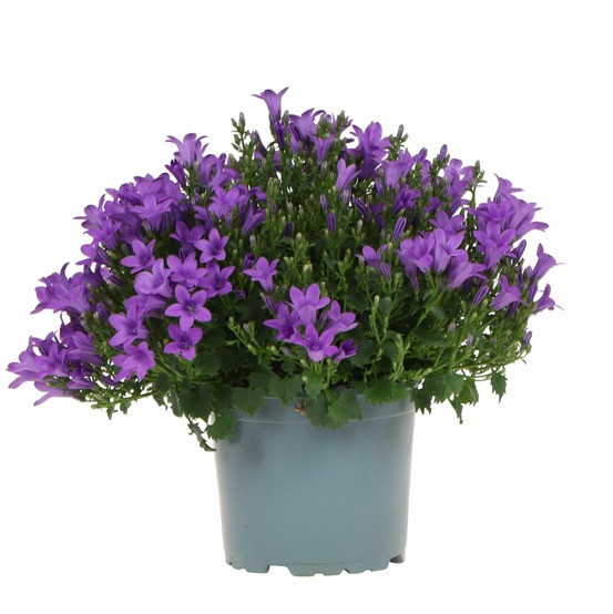 Campanule (campanula) 'addenda purple'