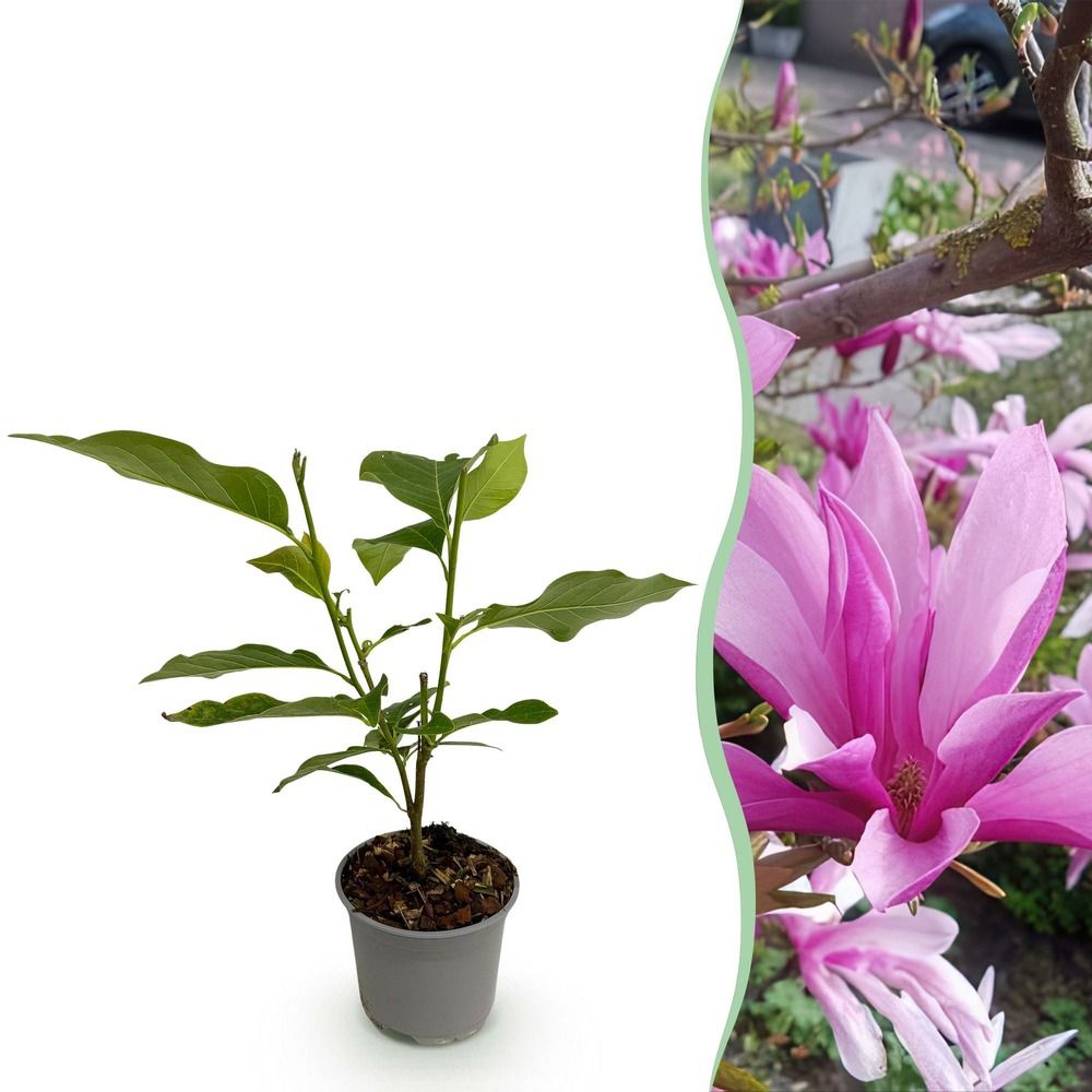 Magnolia 'susan' - pot 12 cm - hauteur 30 cm