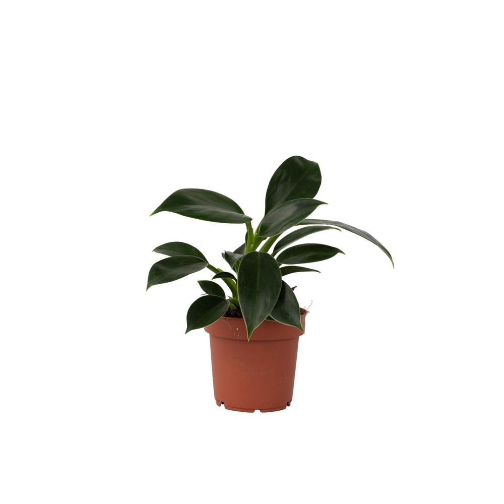 Plante verte - philodendron 'green princess' - hauteur 20-30cm - ⌀12cm