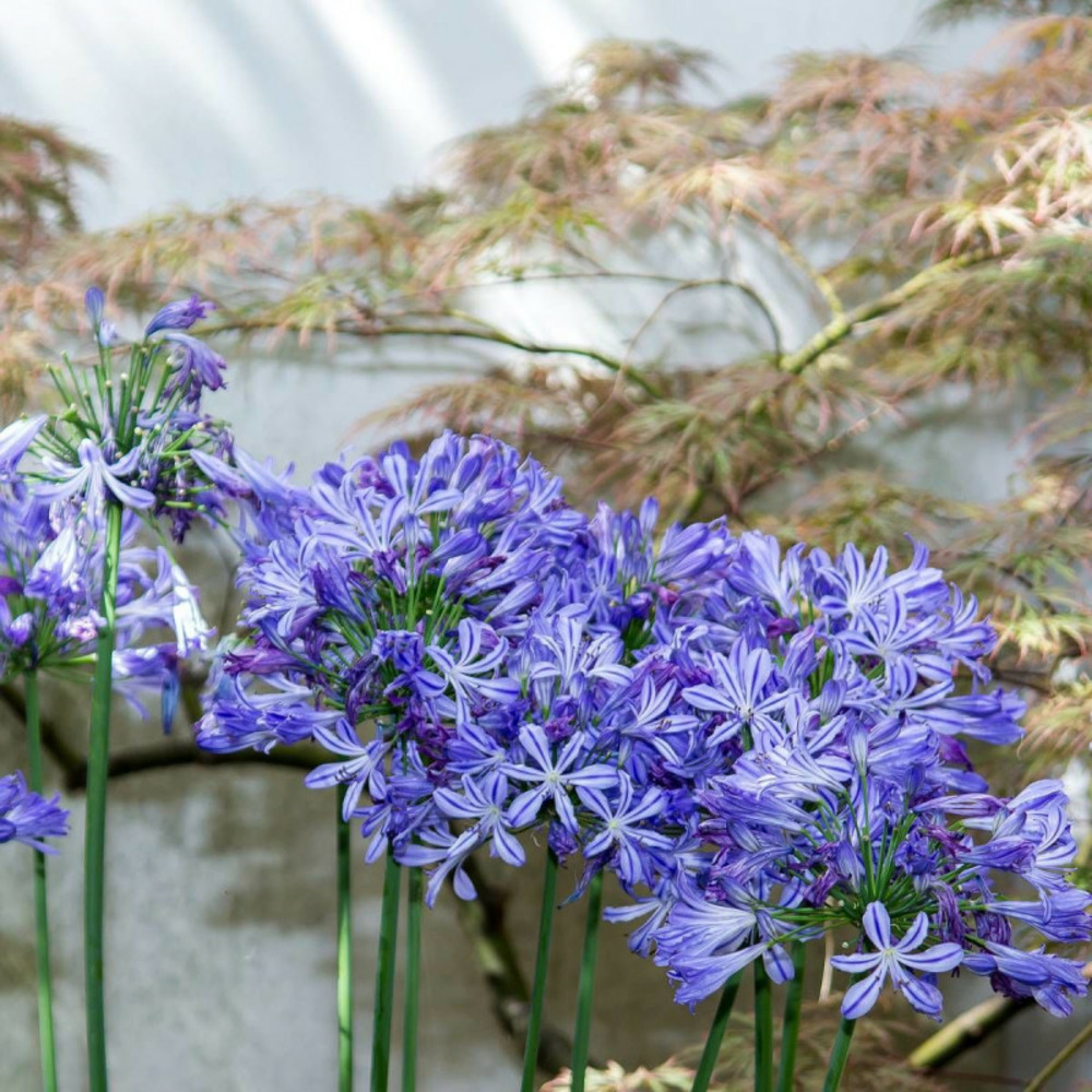 Agapanthe africanus pot de 7,5l - 40/60 cm