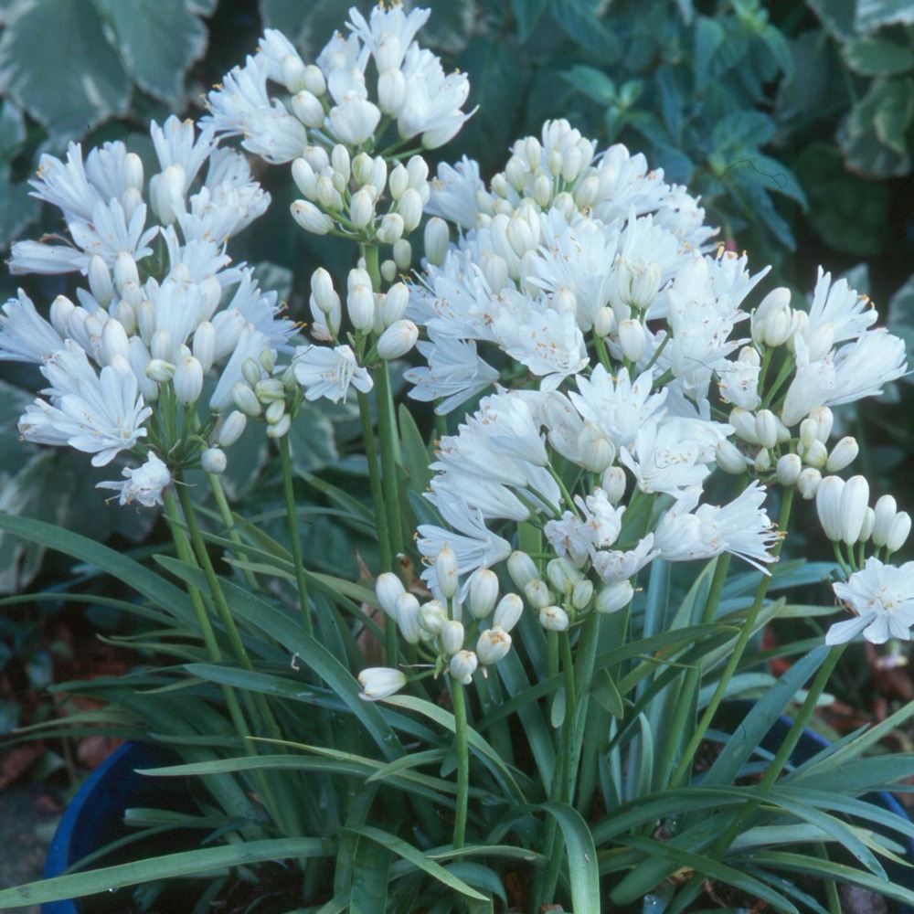 Agapanthe 'double diamond' godet de 8/9 cm
