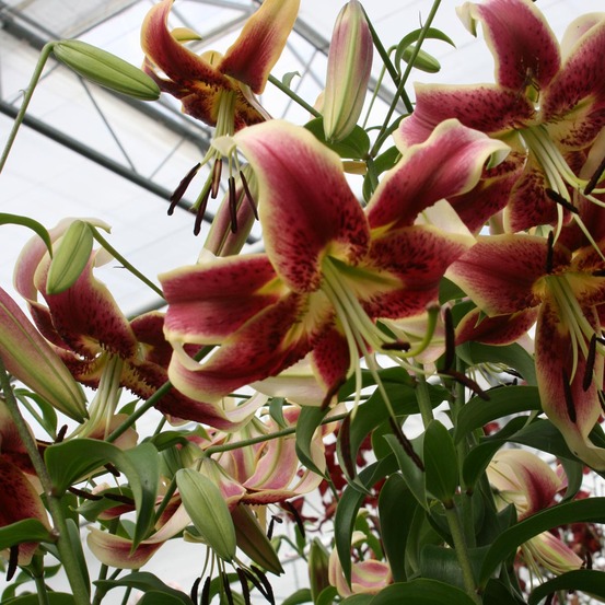 Lis trompette 'scheherazade' bulbe calibre 16/18 (par 3)