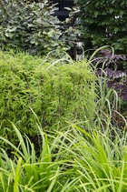 Carex morrowii 'irish green' - ↨40cm - ø19 - graminées - plante d'extérieur