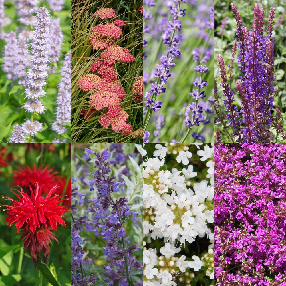 Pack de vivaces parfumées pour massif - lot de 6 - pot 11 cm - hauteur 15-25 cm