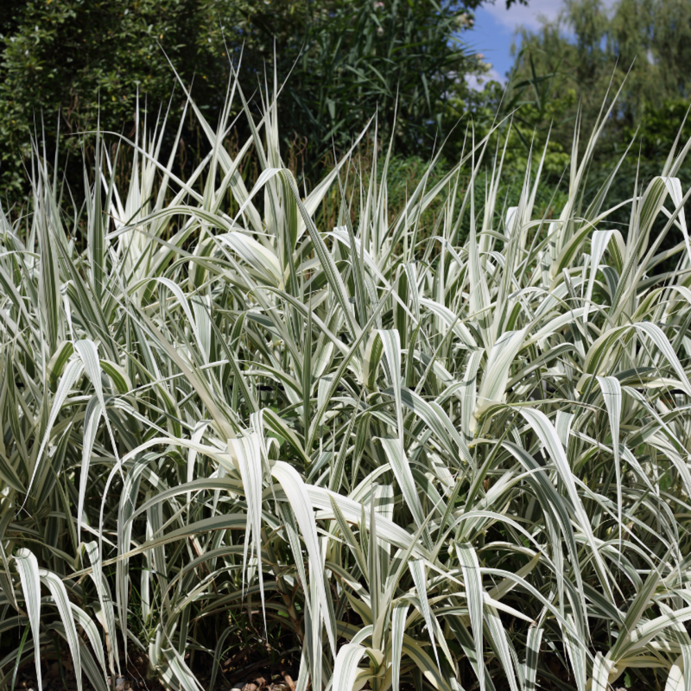Canne de provence ely - arundo donax ely 60/80 cm pot 7,5l