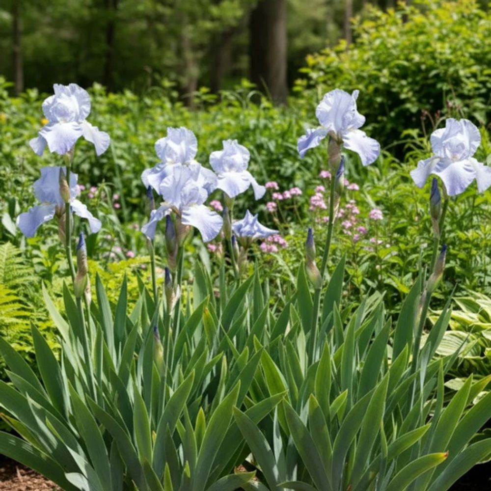 Iris des jardins jane phillips godet - 5/20 cm