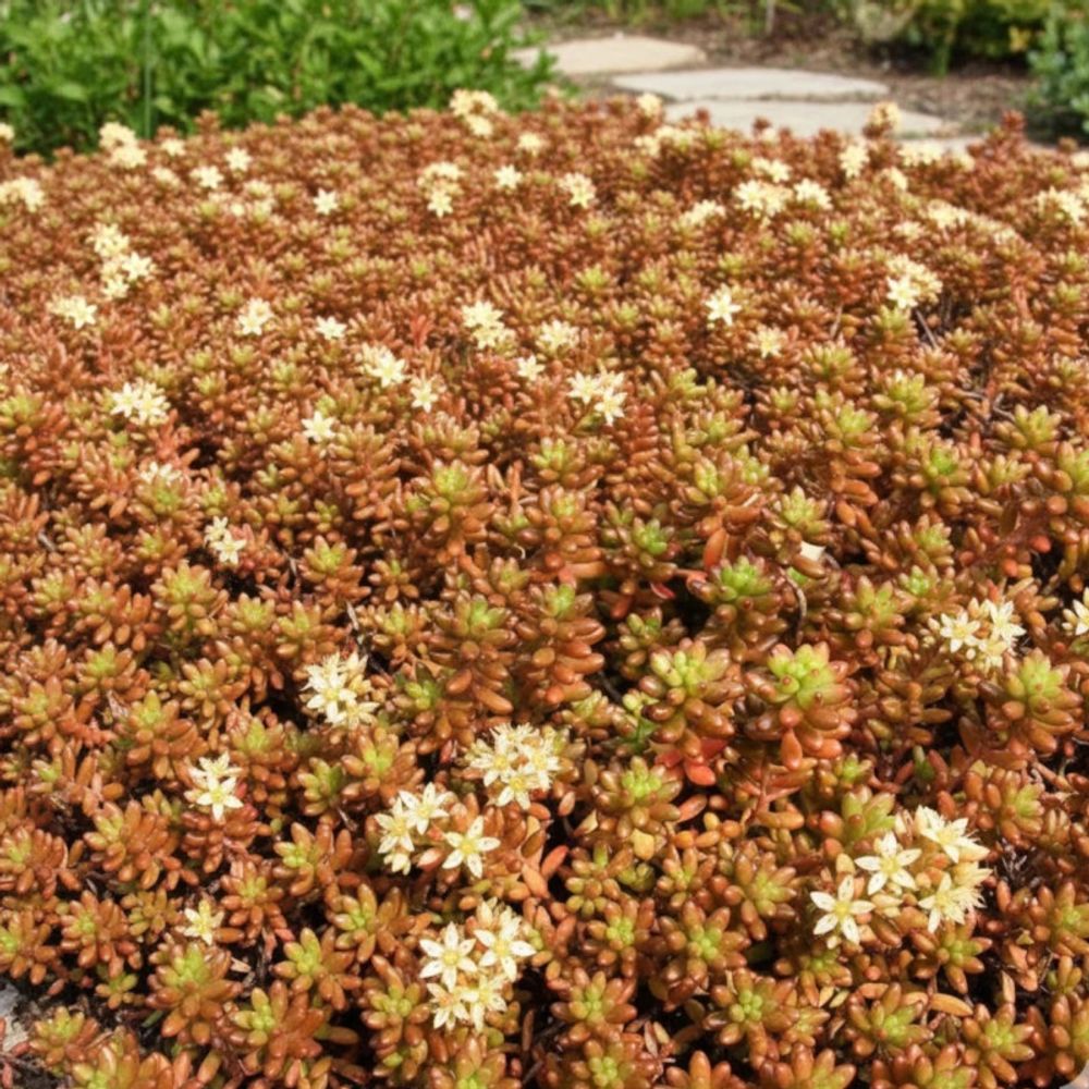 Orpin blanc, sedum lot de 5 godets