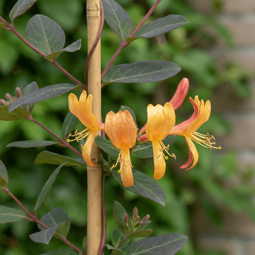 Chèvrefeuille de tellmann - grimpante fleurie - plante d'extérieur - ø9cm