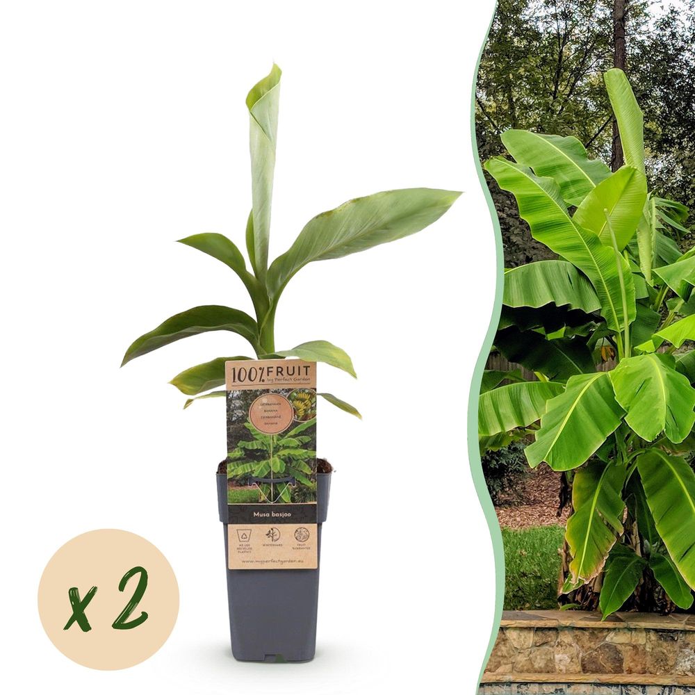 Bananier rustique - pot 15 cm - hauteur 50 cm - plante d'extérieur