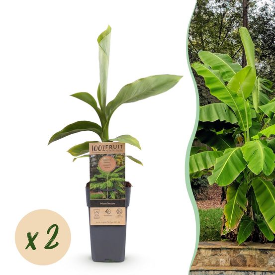 Bananier rustique - pot 15 cm - hauteur 50 cm - plante d'extérieur