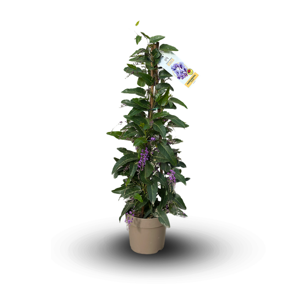 Hardenbergia violacea pyramide - plante fleurie - ↕ 70-80 cm - ⌀ 18 cm - plante d'extérieur - fleur violette
