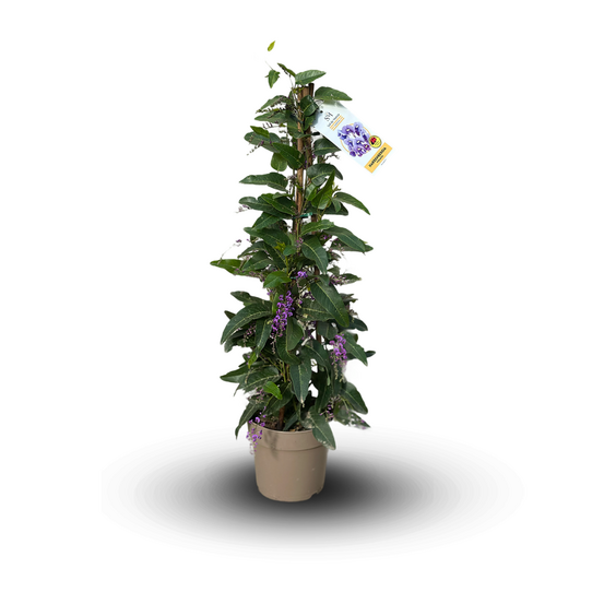 Hardenbergia violacea pyramide - plante fleurie - ↕ 70-80 cm - ⌀ 18 cm - plante d'extérieur - fleur violette