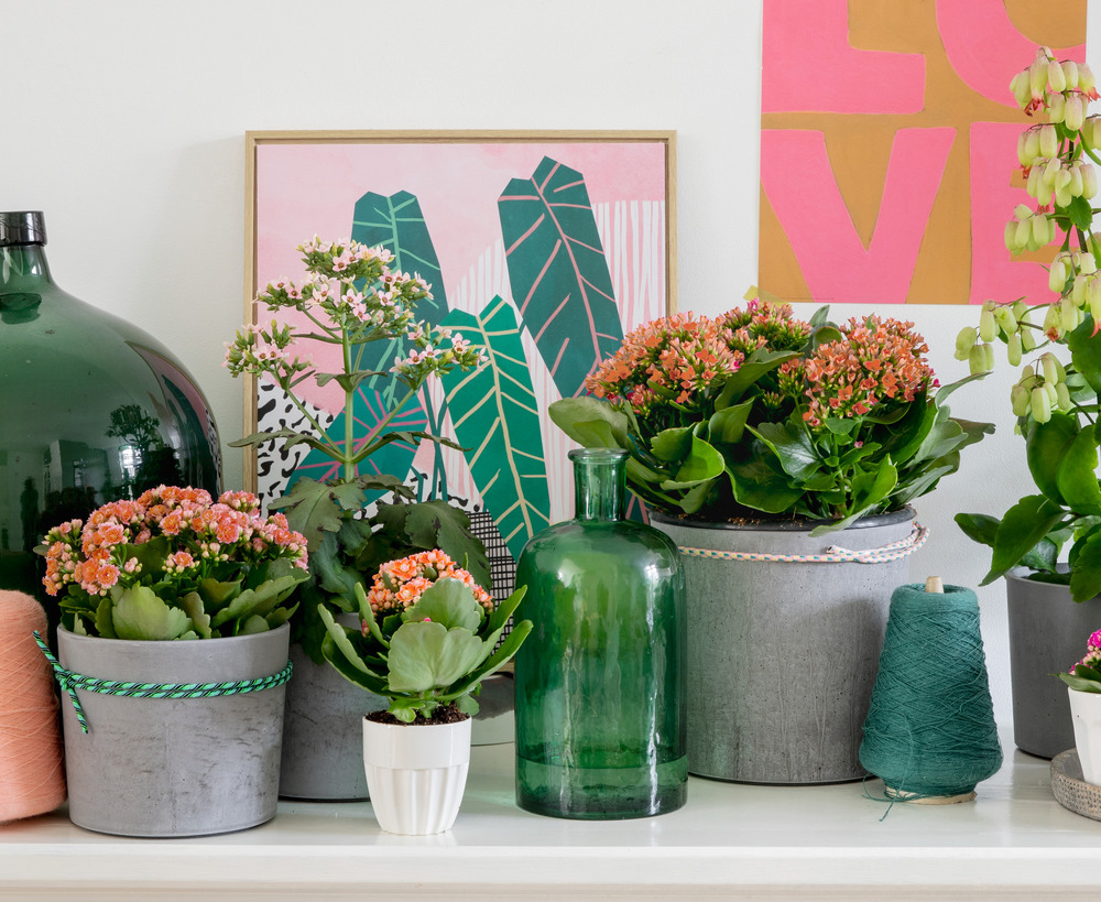 Kalanchoe - orange lot de 3-plante d'extérieur et intérieur en pot de culture ⌀12 cm-↕25-30 cm