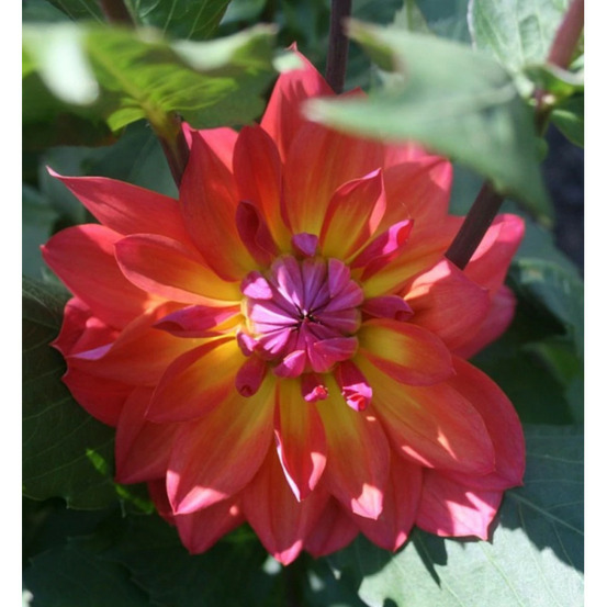 Bulbe de dahlia décoratif nain tricolor sachet de 1 bulbe