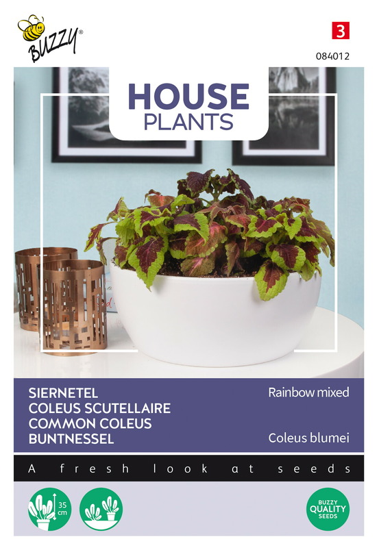 Buzzy house plants coleus rainbow mix - ca. 0,25 gr (livraison gratuite)