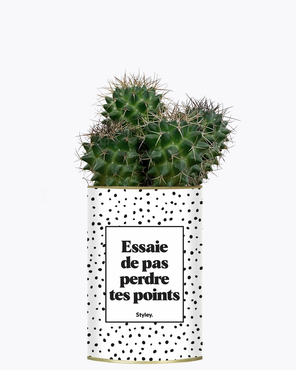Plante drôle - essaie de ne pas perdre tes points - cactus