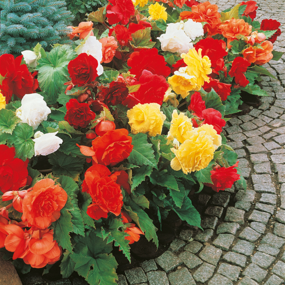 Begonias doubles - filet de 15 bulbes