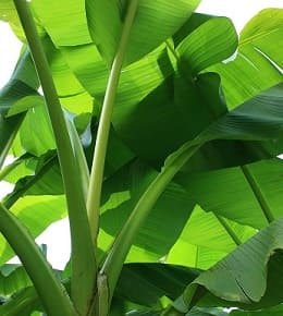 feuilles vertes bananier