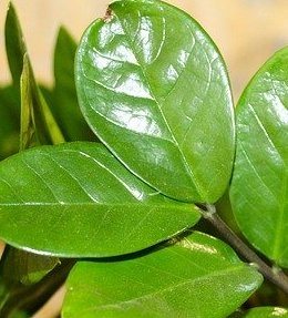 feuilles zamioculcas