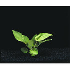 Plante aquatique : Saurorus Cernuus en pot