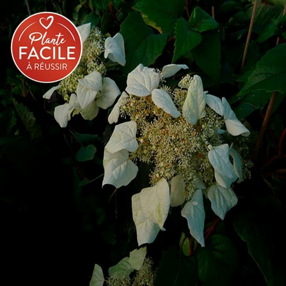 Schizophragma hydrangeoides - faux hortensia grimpant 3l - 60/90cm