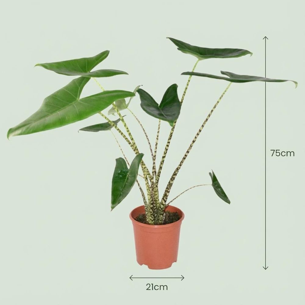 Alocasia zebrina - pot de 21cm - hauteur 70-75cm