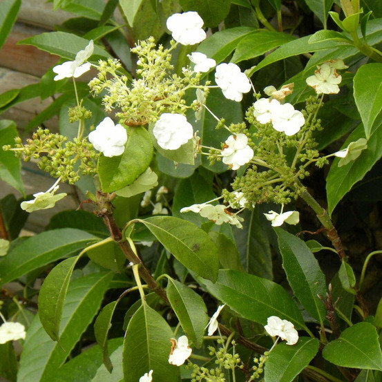 Hortensia grimpant seemanii pot de 3l - echelle bambou 60/120 cm
