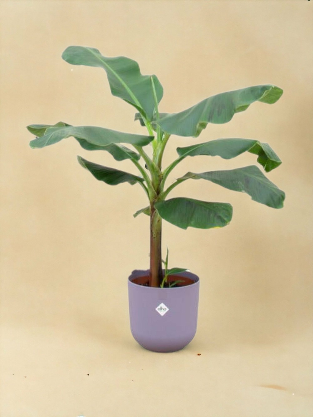Bananier musa 120cm et son pot bleu 23cm - hauteur 120cm