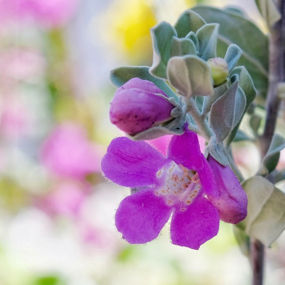 Sauge du désert silver cloud pot de 5l - touffe