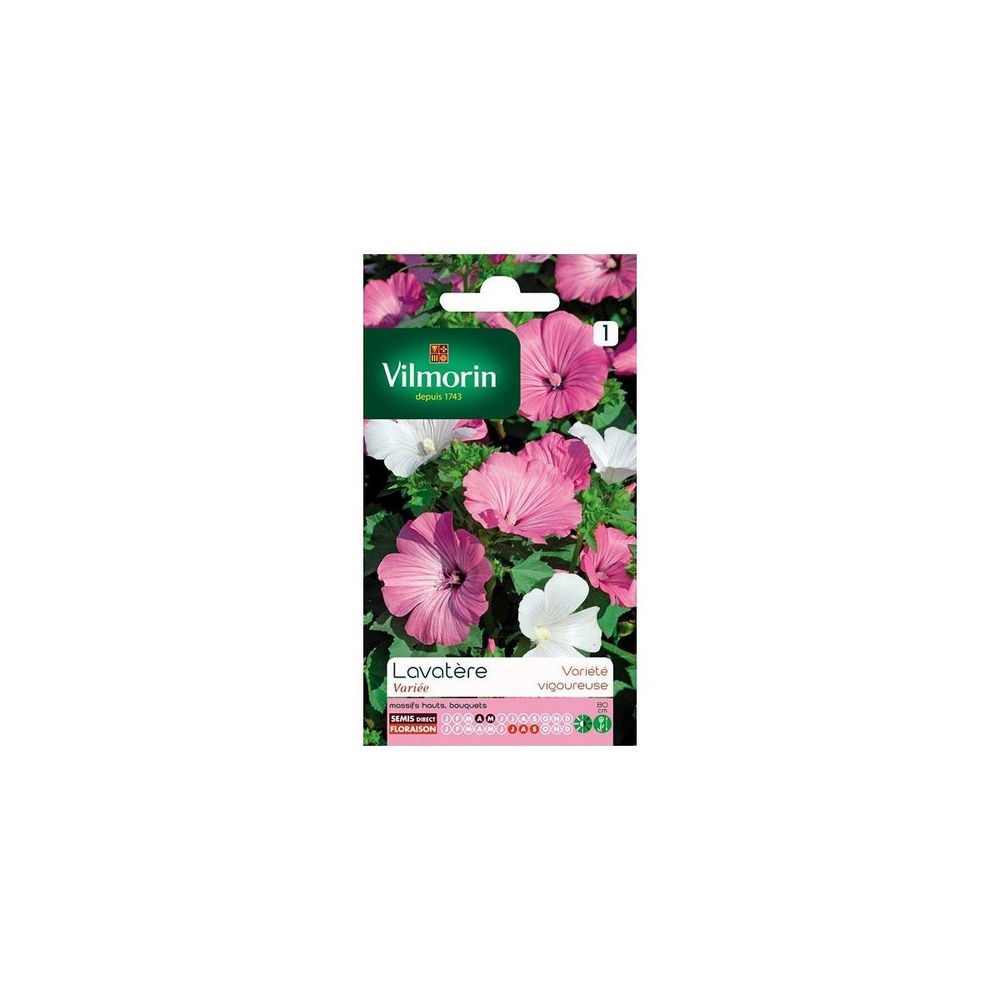 Sachet graines lavatère à grande fleur variée