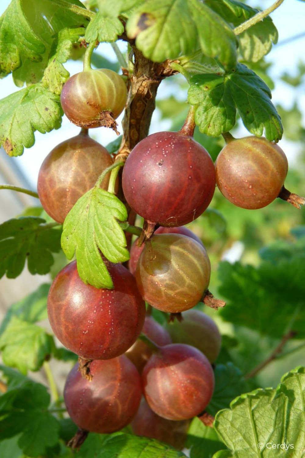Groseillier à maquereau 'captivator' - en pot de 1,5 litres