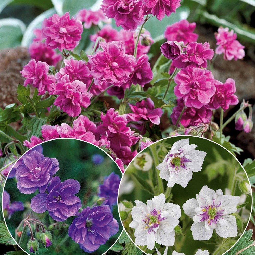 2 Géraniums vivaces à fleurs doubles bleue