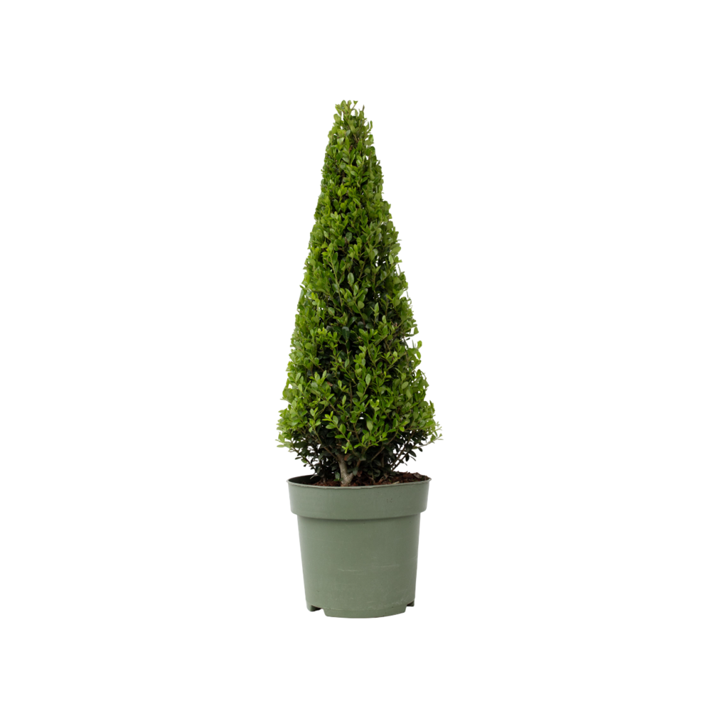 Houx crenelé - ilex crenata 'jenny' - hauteur 55-65cm - ⌀21cm