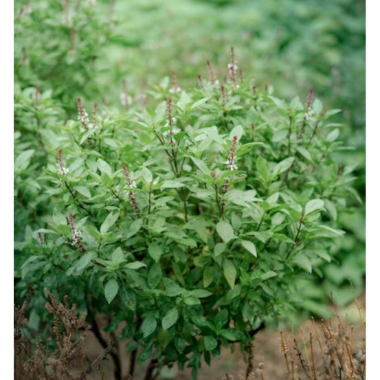 Basilic citron - prêt à consommer pot de 1,5l - 10/20 cm