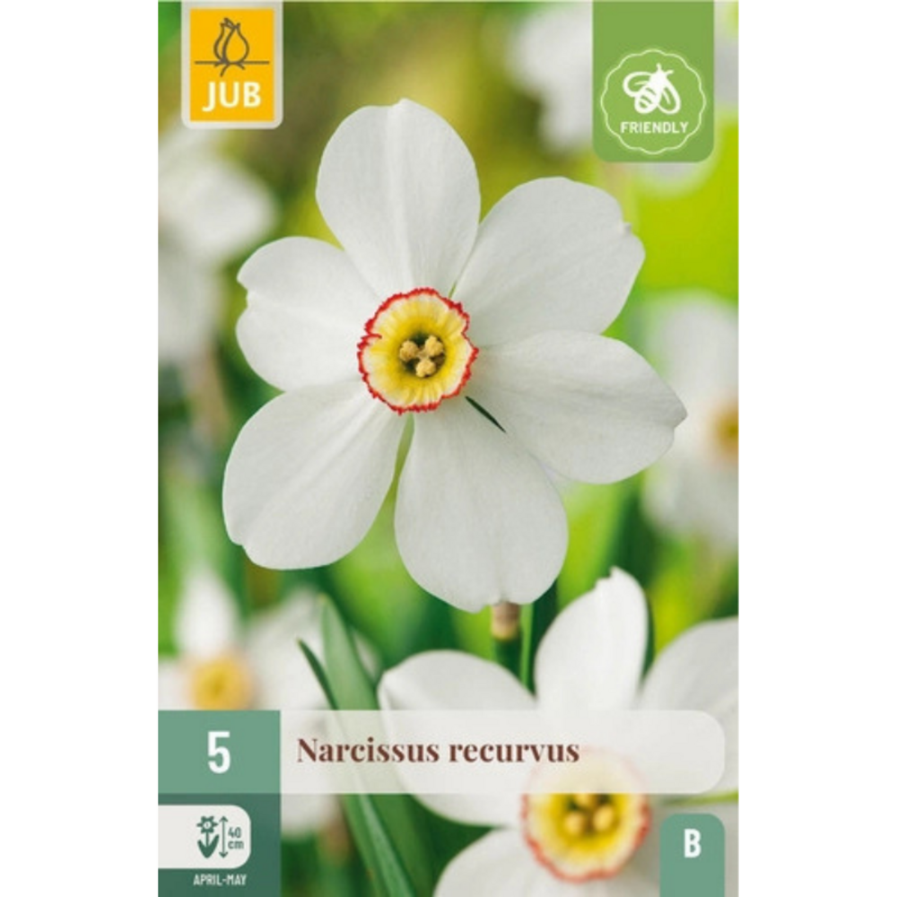 5 bulbes narcisses recurvus multicolore