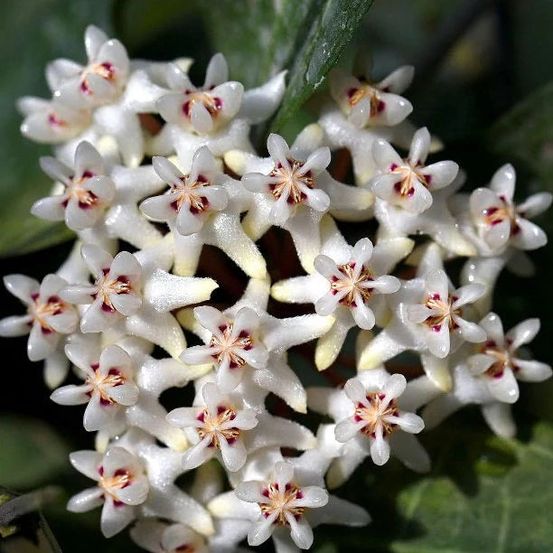 Hoya elliptica - pot de 9cm - plantes d'intérieur